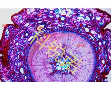 硬植物组织切片技术服务