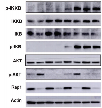 湖北Western blot 检测