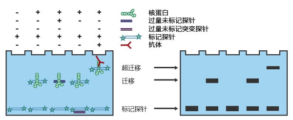 湖北EMSA