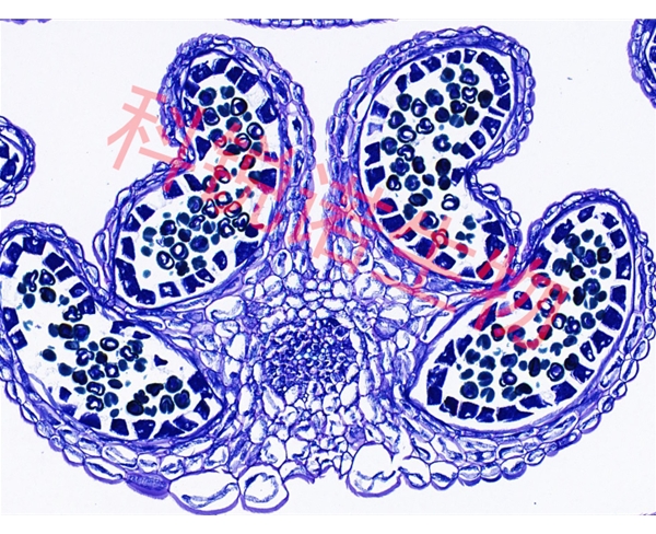 湖北植物花药甲苯安蓝染色