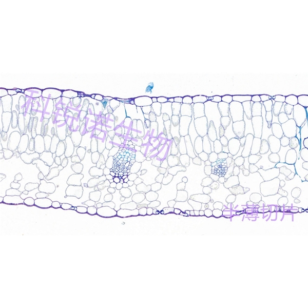 湖北植物半薄切片