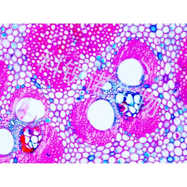 湖北硬植物组织切片